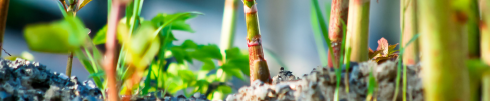 japanese knotweed.fw