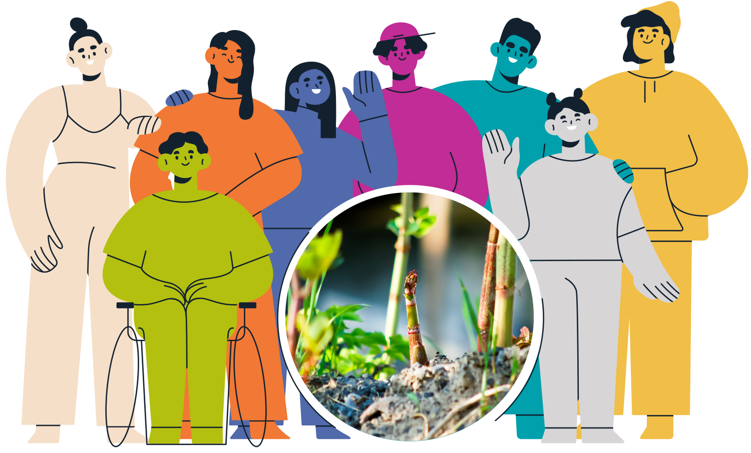 TOP-JAPANEASE-KNOTWEED