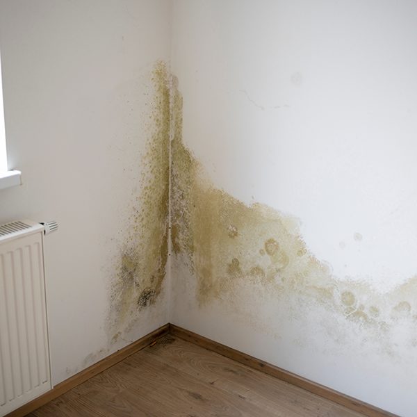 strong mildew in large stains is located on white interior wall in apartment