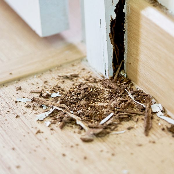 A close-up of termites in a house and the damage they caused.