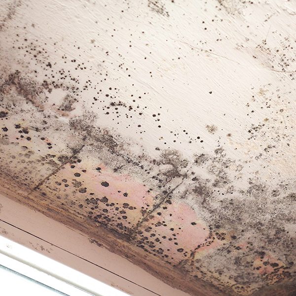 Stachybotrys,Chartarum,Also,Known,As,Black,Mold,Or,Toxic,Black Stachybotrys chartarum also known as black mold or toxic black mold. The mold in cellulose-rich building materials from damp or water-damaged buildings